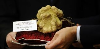 Λευκός χρυσός: Μία τρούφα βάρους 900 γραμμαρίων πουλήθηκε αντί 103.000 ευρώ